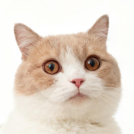 元宝的猫咪百货