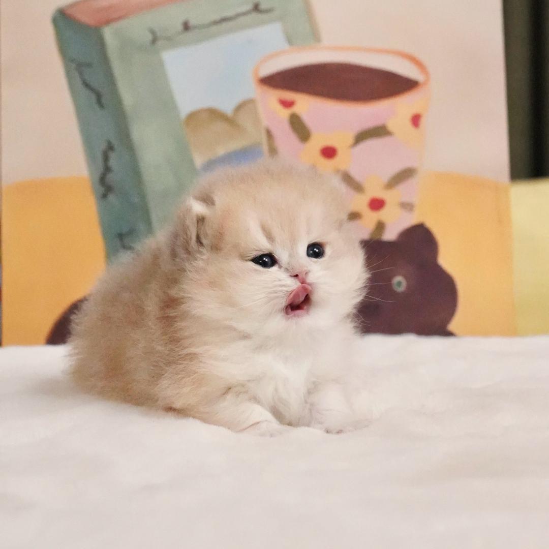 胖明和猫猫的朋友圈