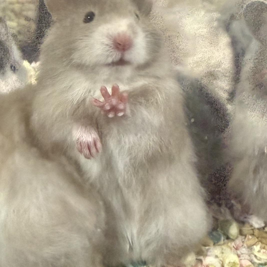 萌太吉宠物用品专营店