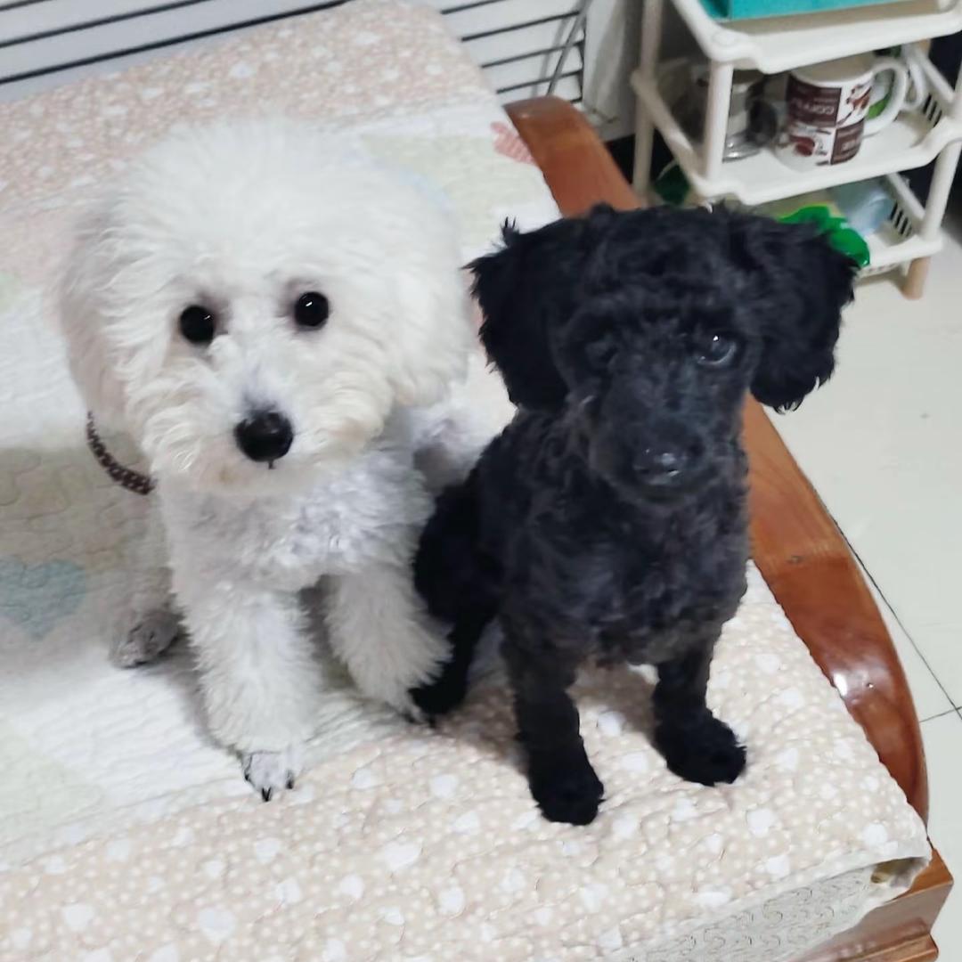 周果果和张豆豆