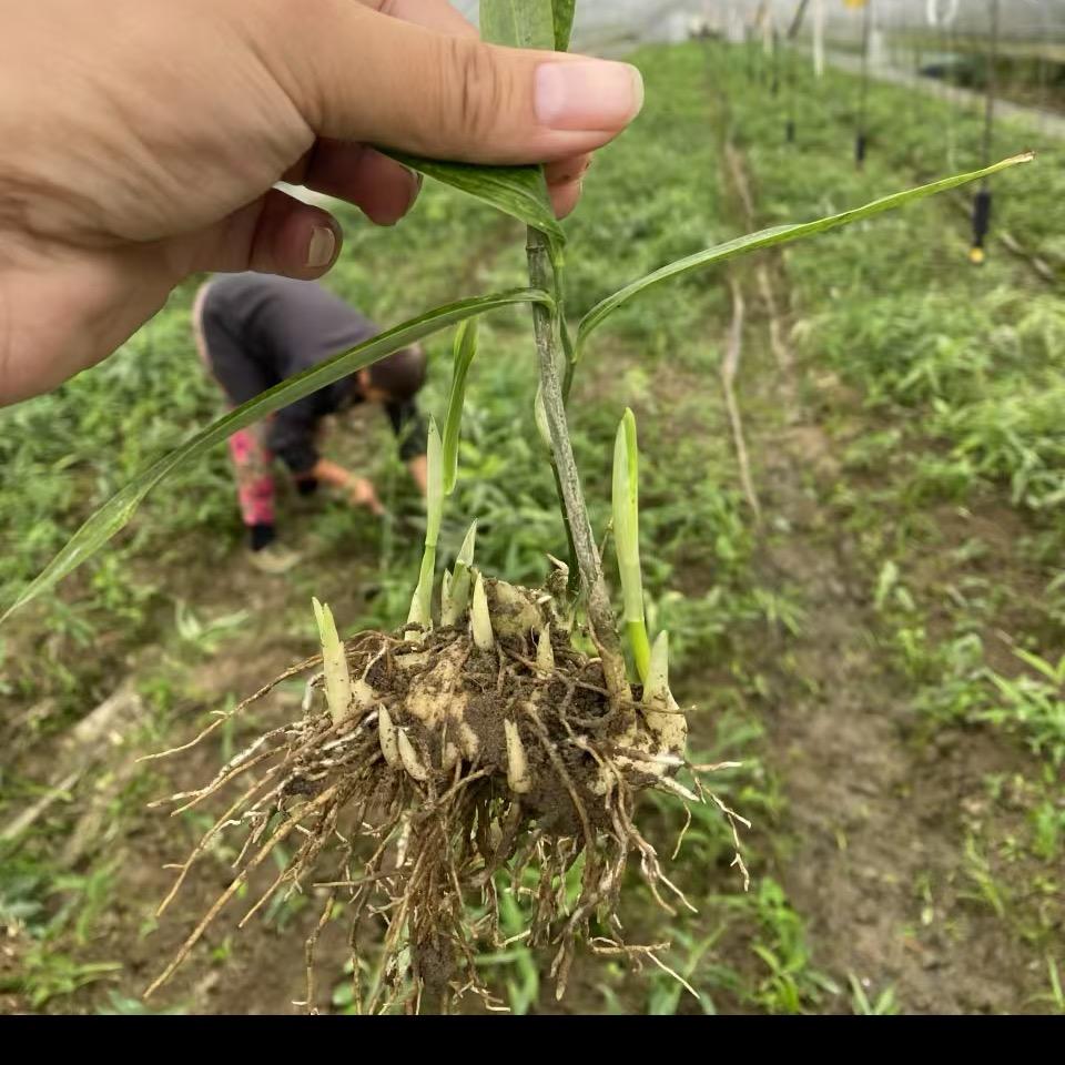 成都药材种植基地
