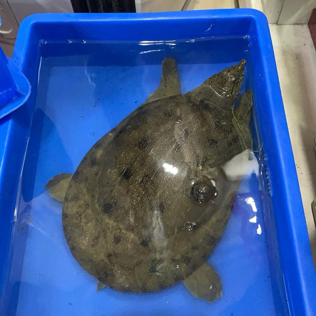 户外勇哥 捕甲鱼