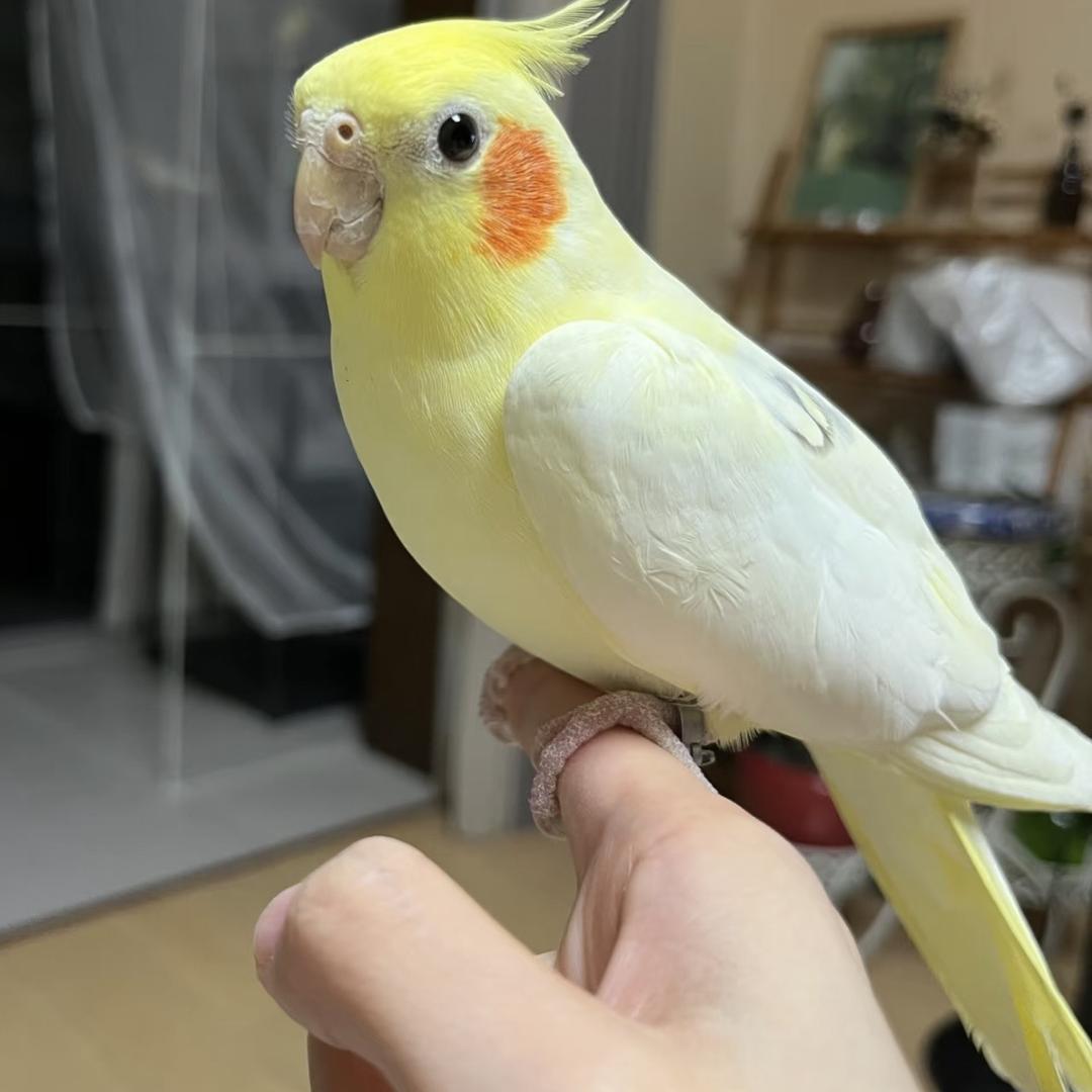 源宝鹦鹉养殖场