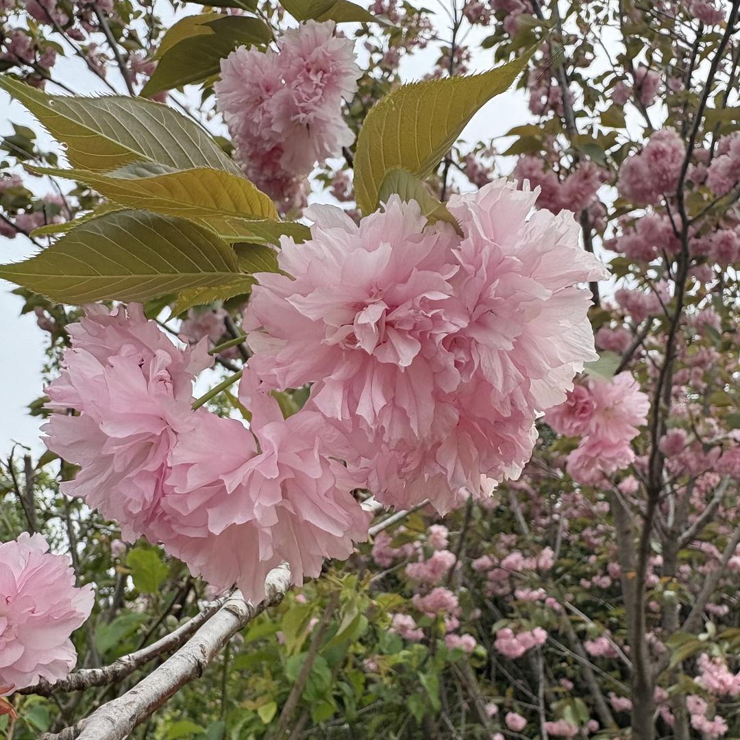 花农氏植果树苗木专卖店