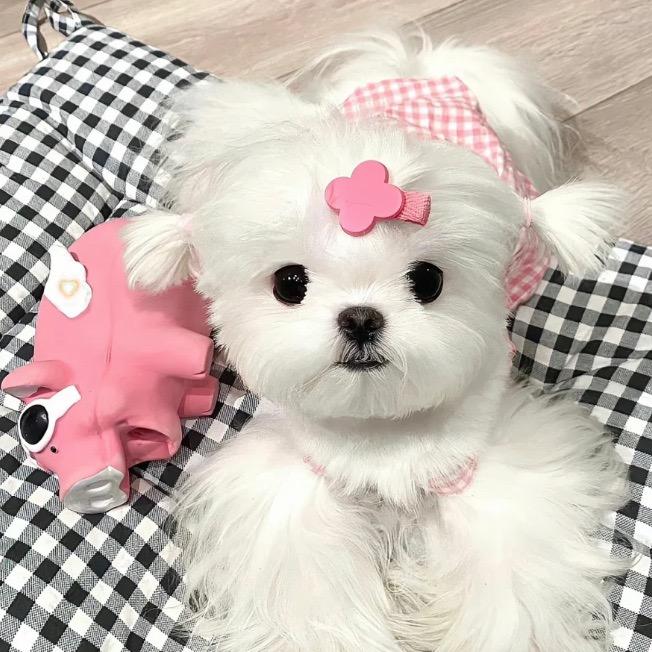 爱吃酱汁鲍鱼