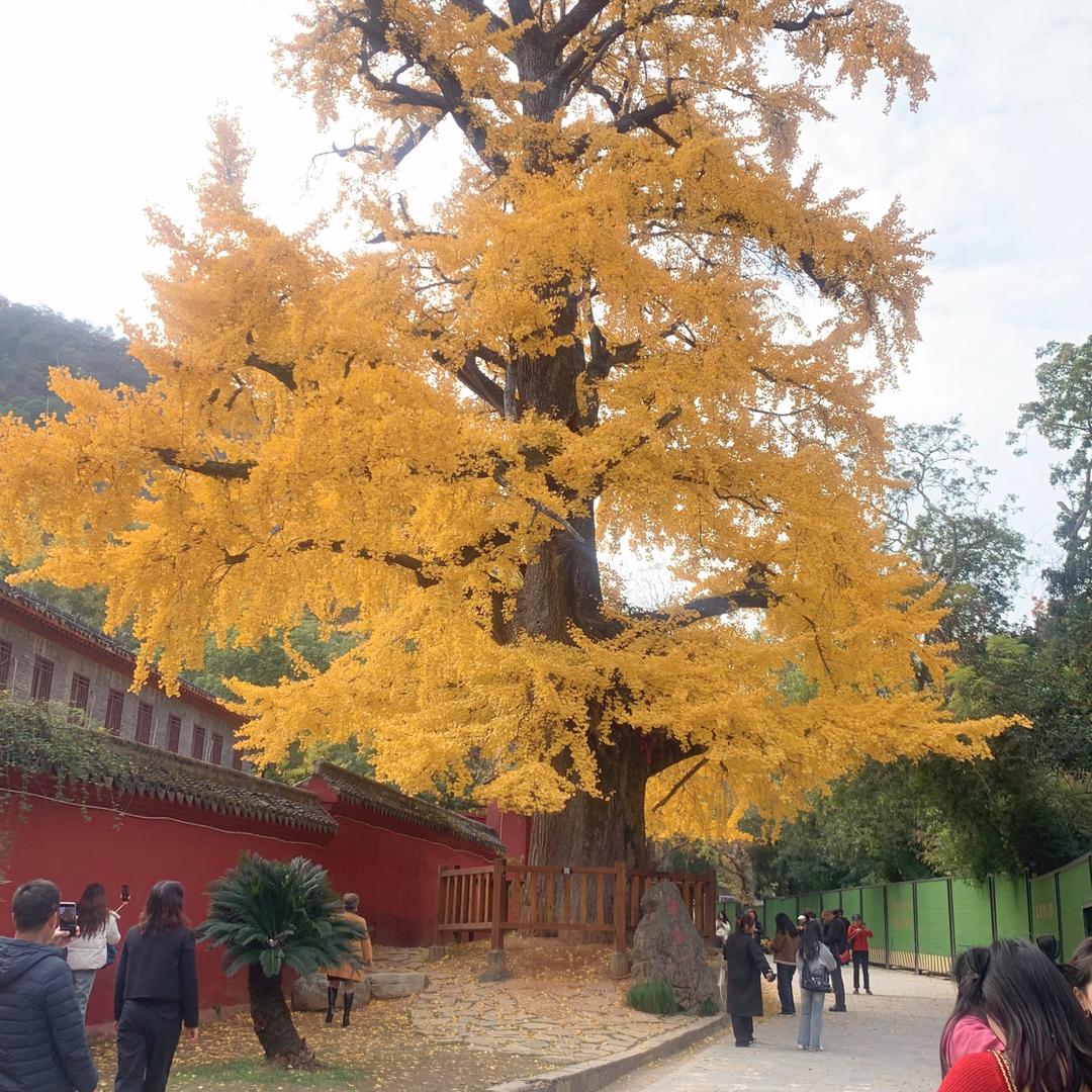森林🌳