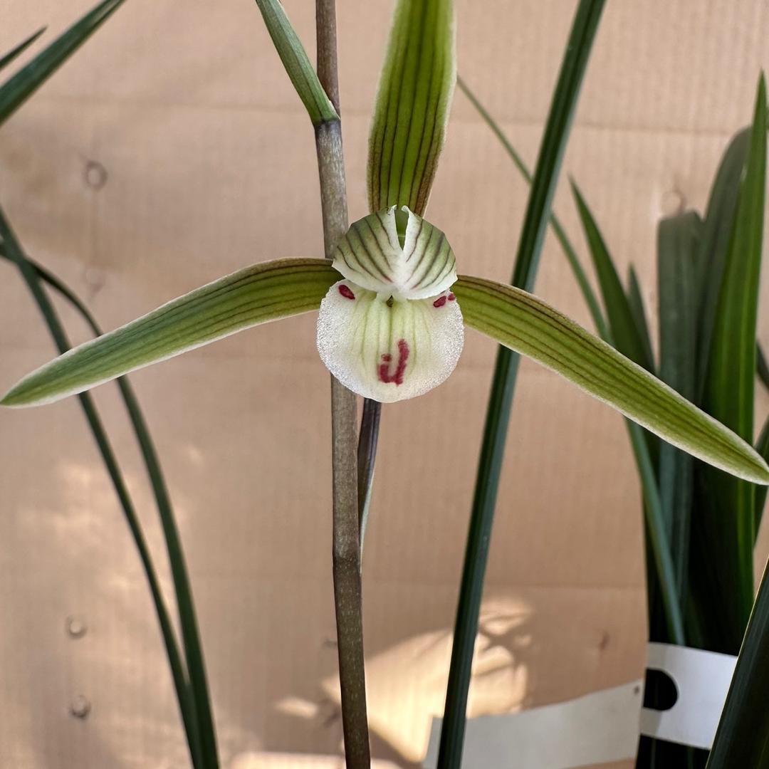 连城县宣和连芳花圃