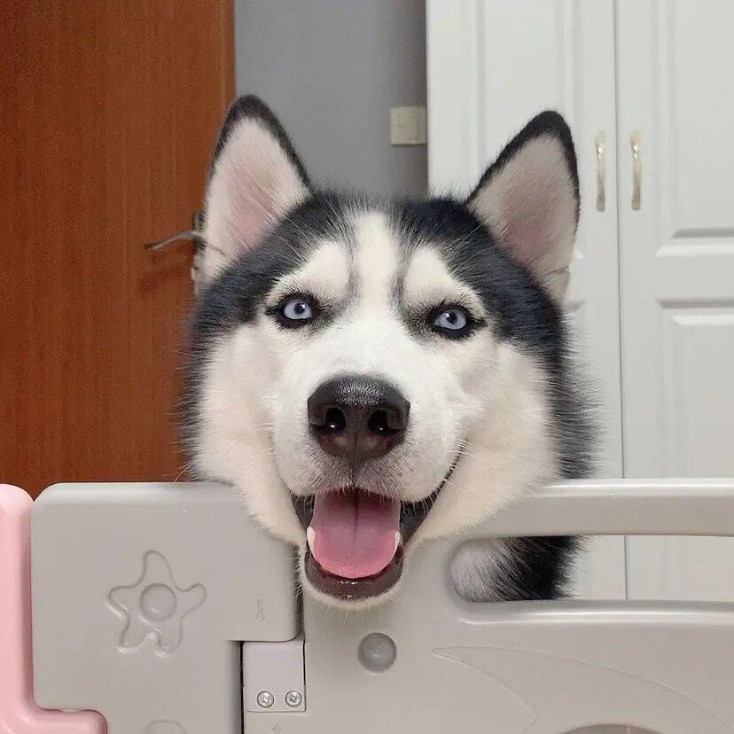 迎風