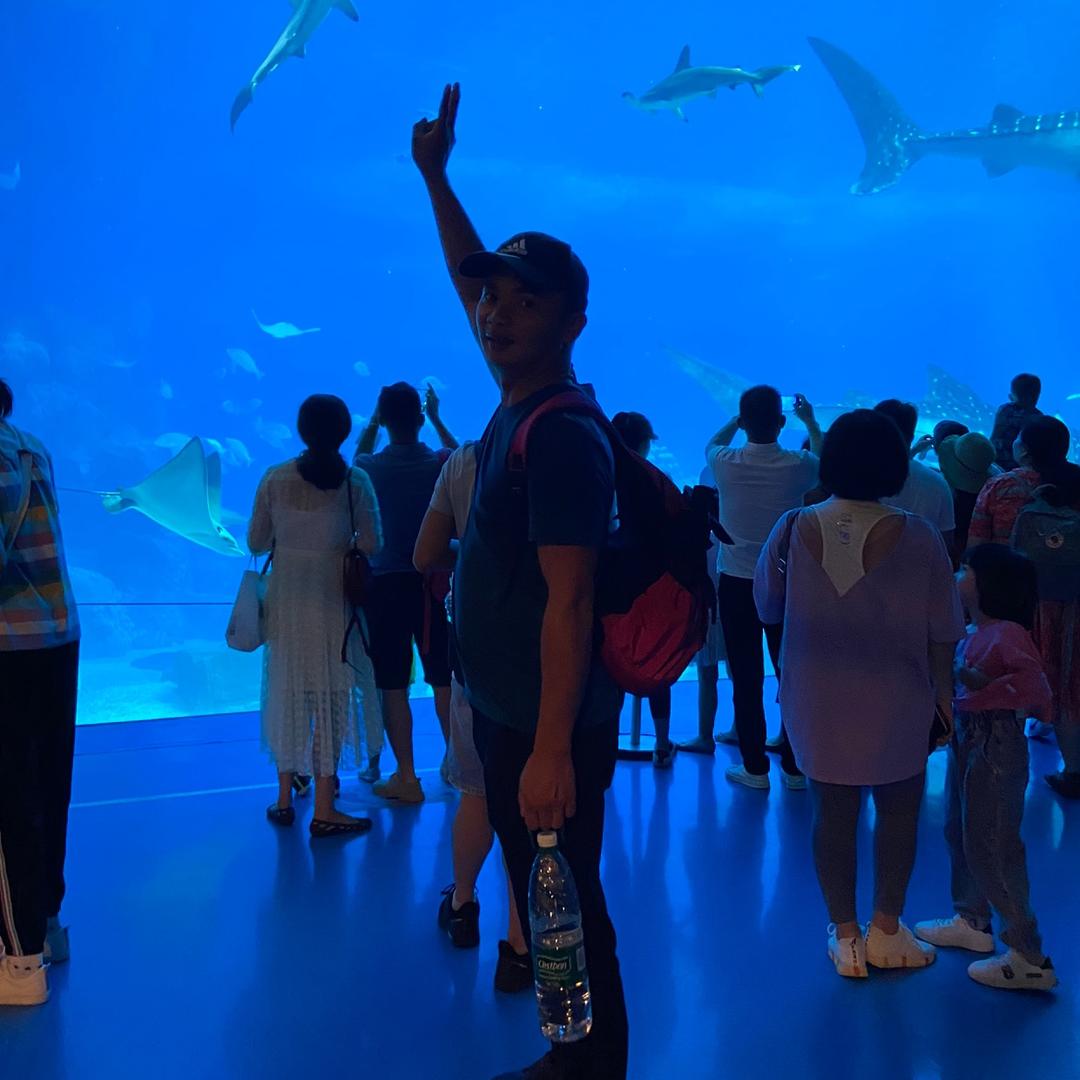 斌仔马冈大种鹅苗