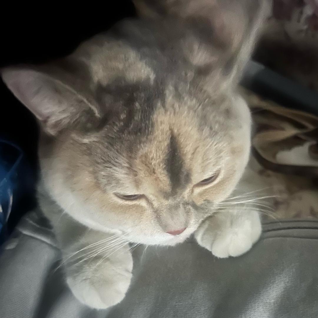 Simon（三角洲行动）