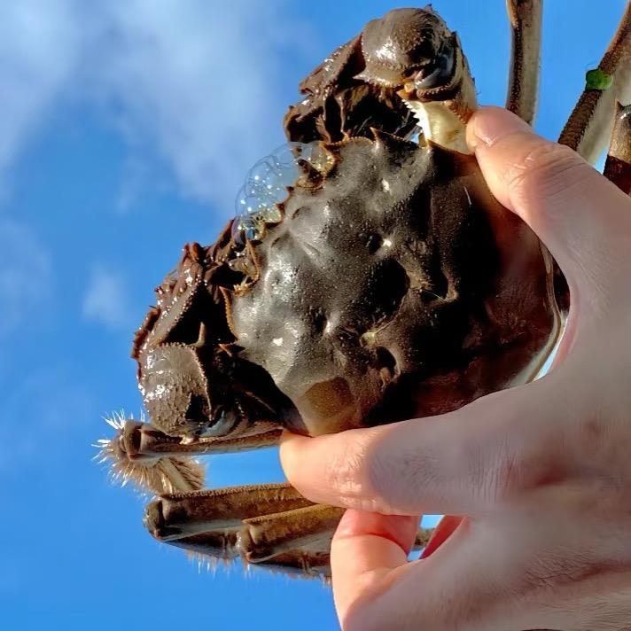 老余家螃蟹🦀