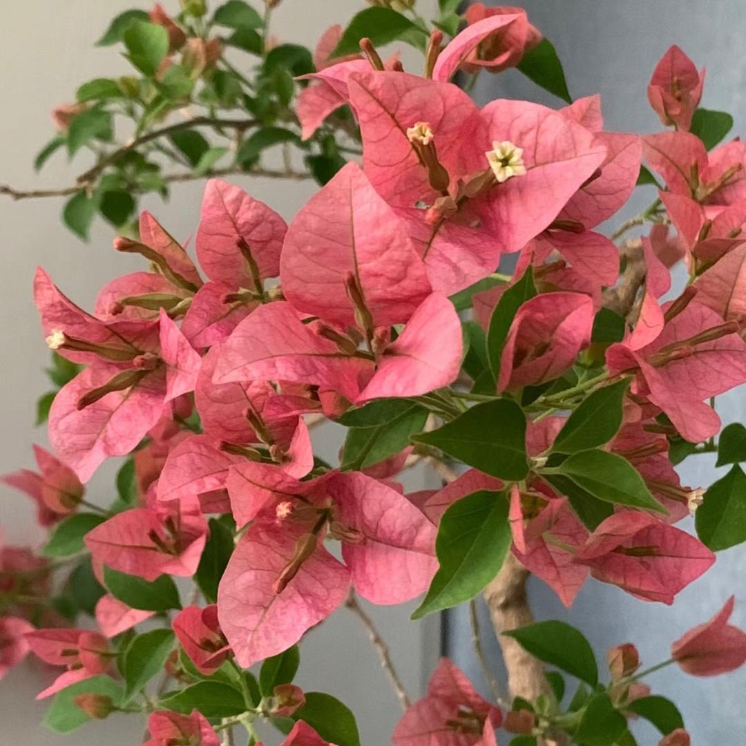 花千古三角梅花卉
