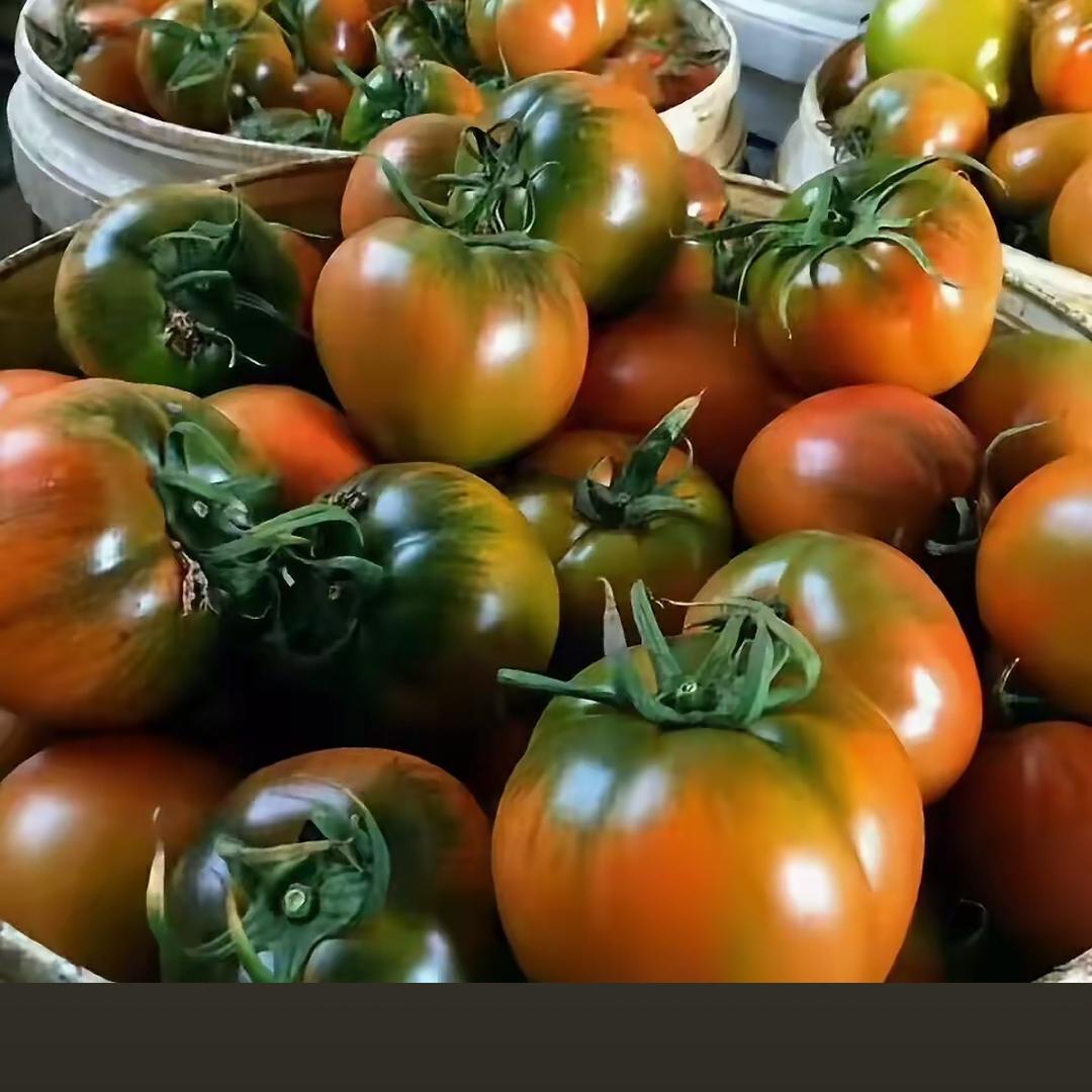 小胖 盘锦碱地柿子