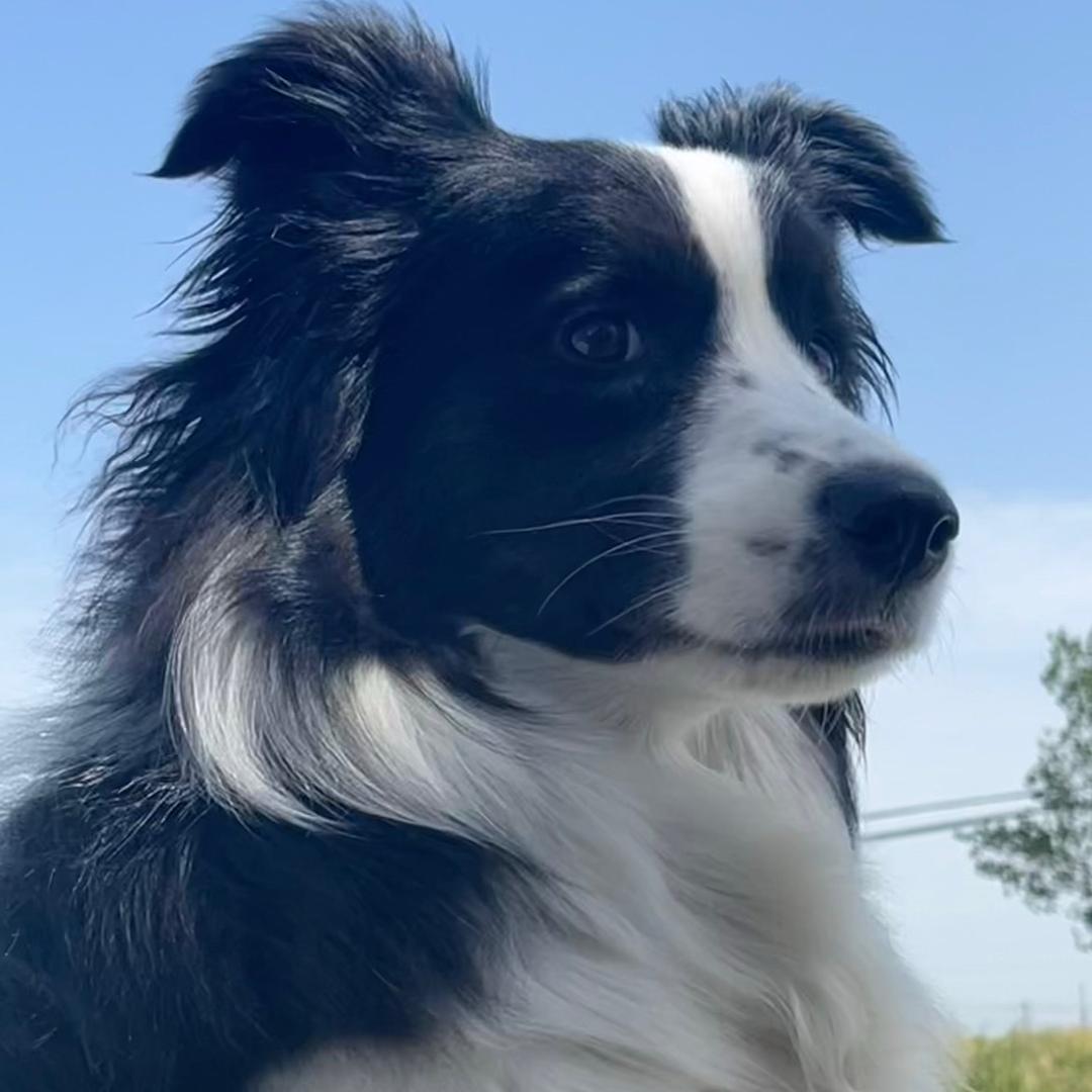 多了一个杨十六