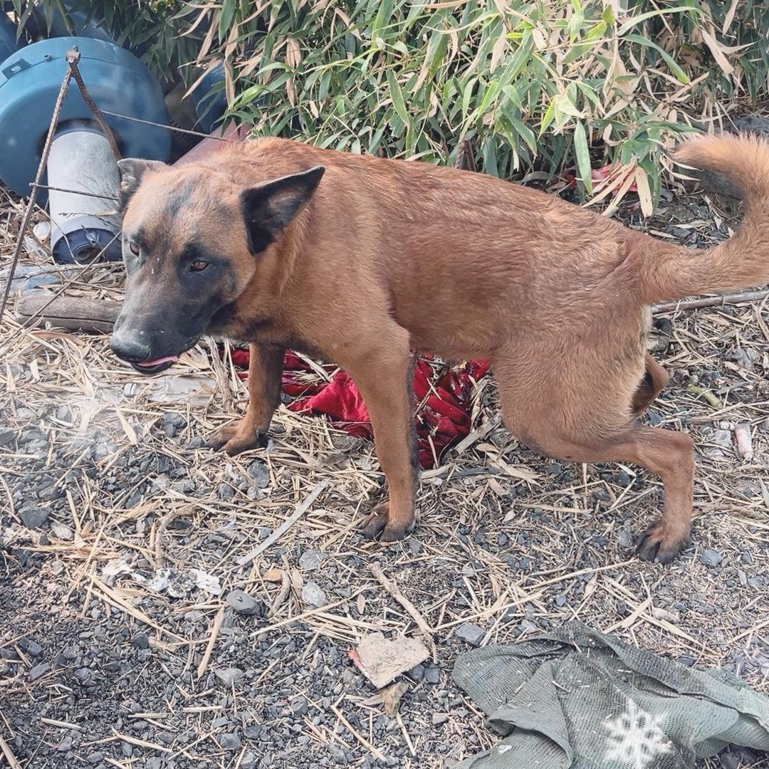 慧豪犬业