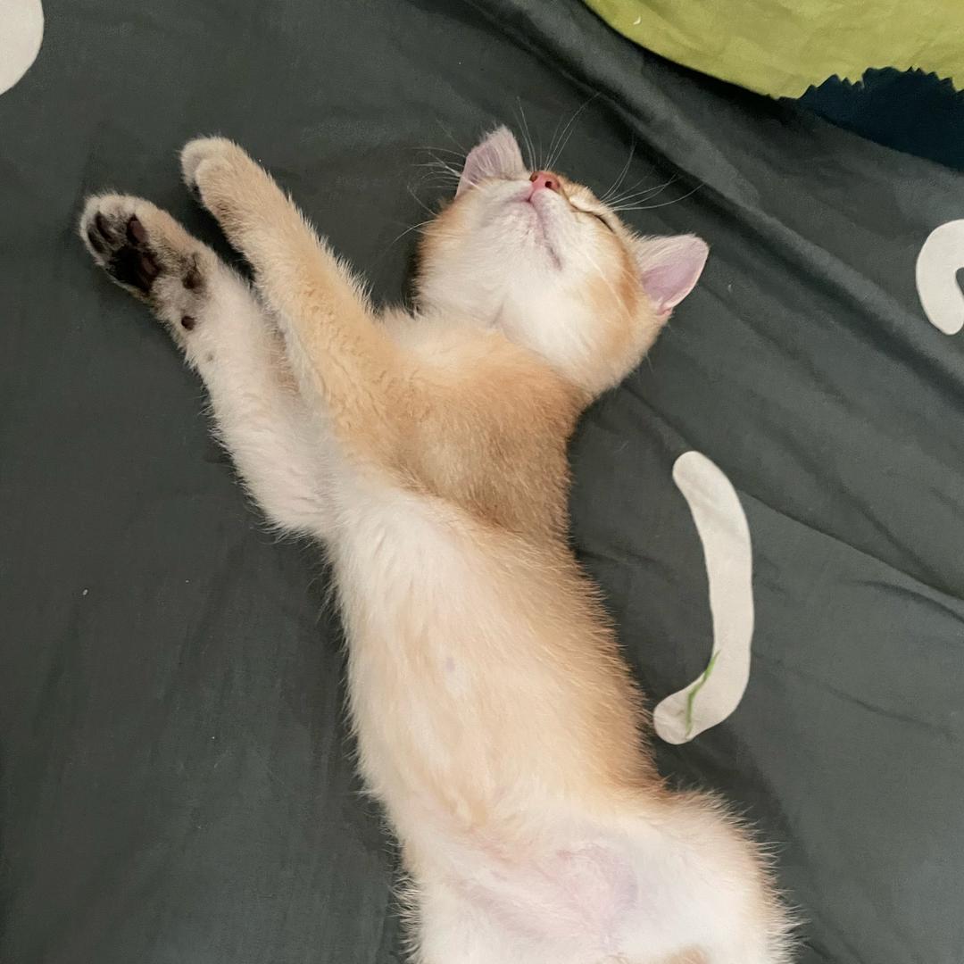 善良菠萝包🐾