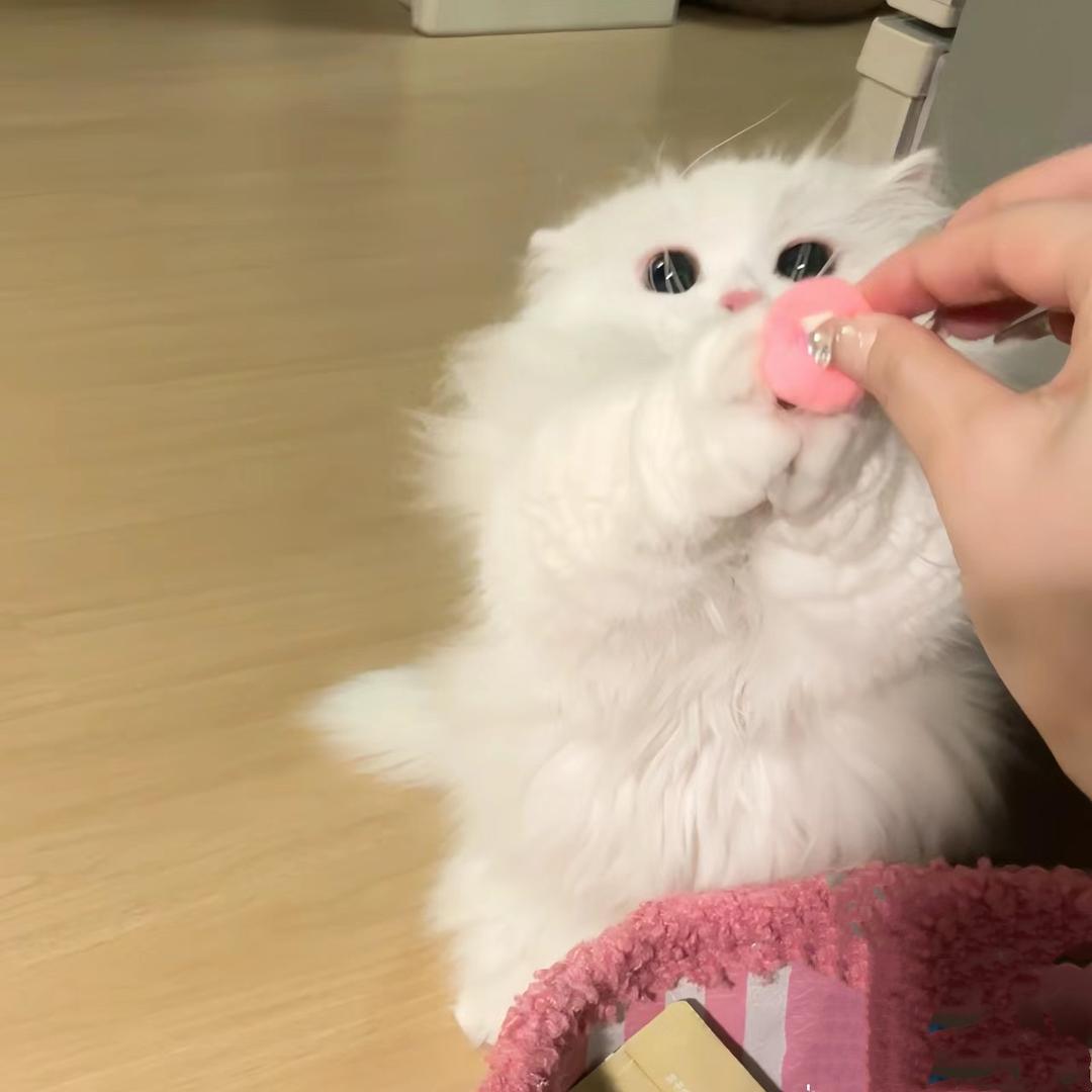 叮不懂