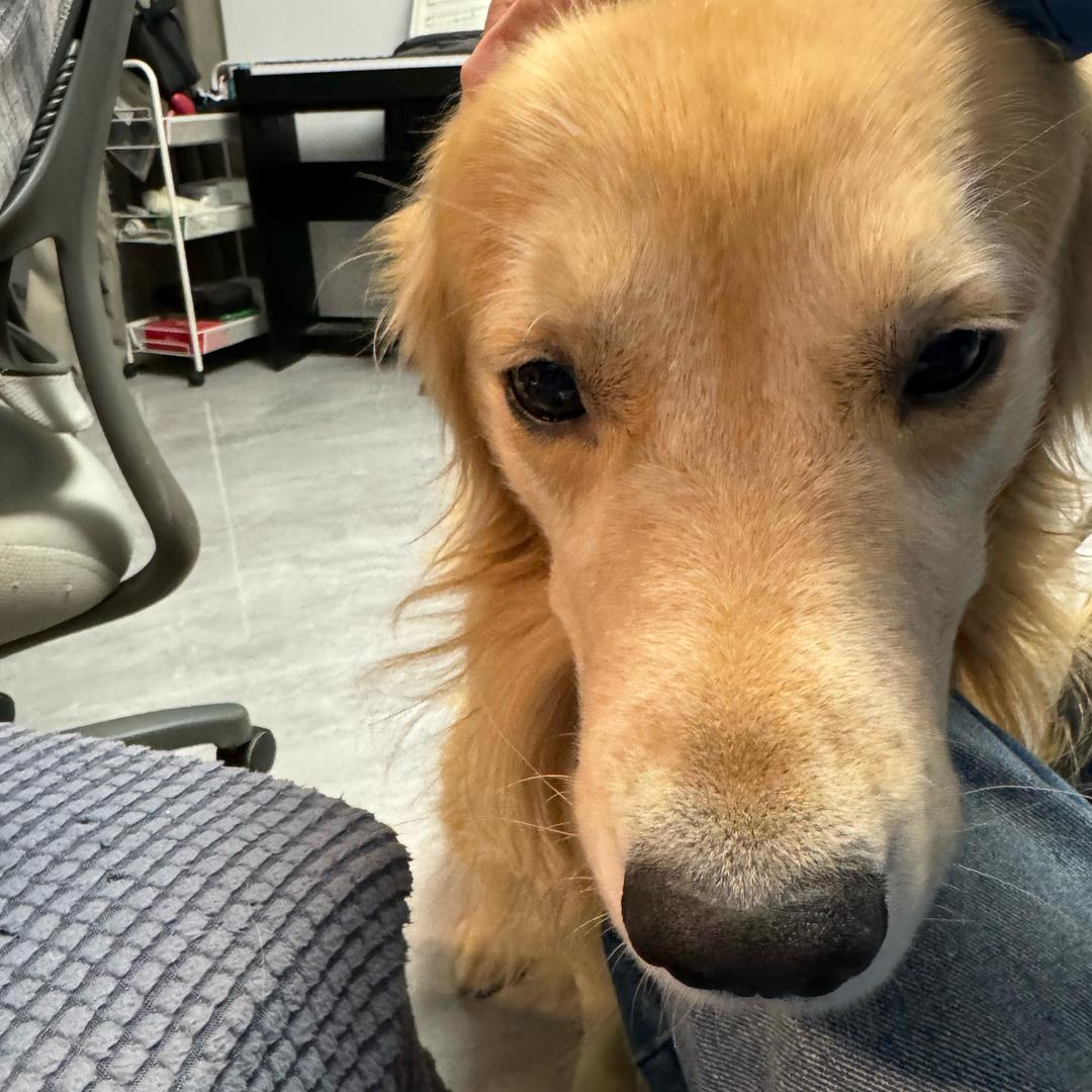 AAA大运重卡赵师傅（全险拉钢卷）