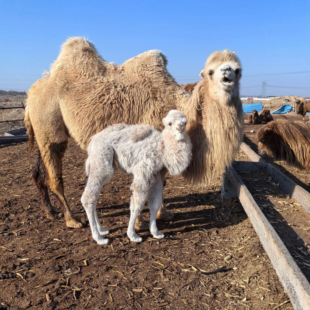 骆驼养殖