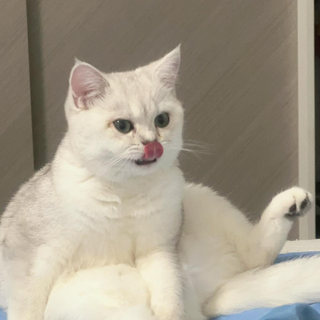 赵科长