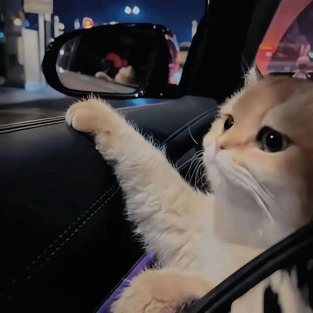 刺猬小姐