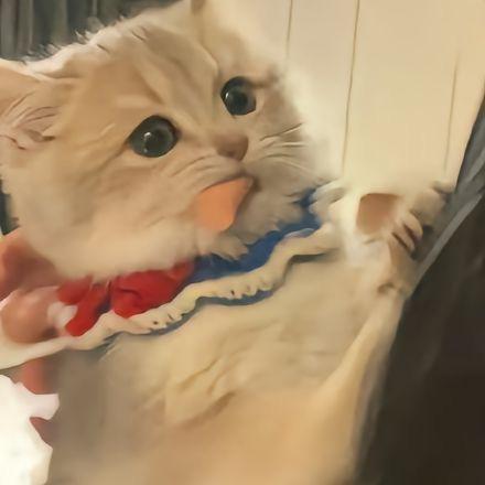 正在努力（吃货版）