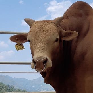 犟脾气🐂🐂