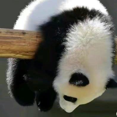 爱喝咖啡的鱼