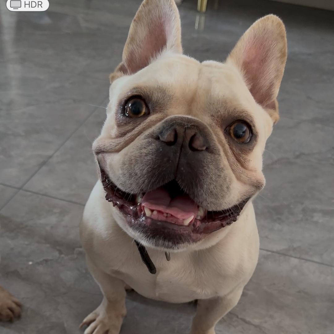 胖虎与糖豆两只法斗