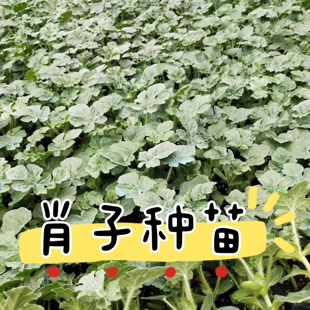 宿州肖子西瓜苗