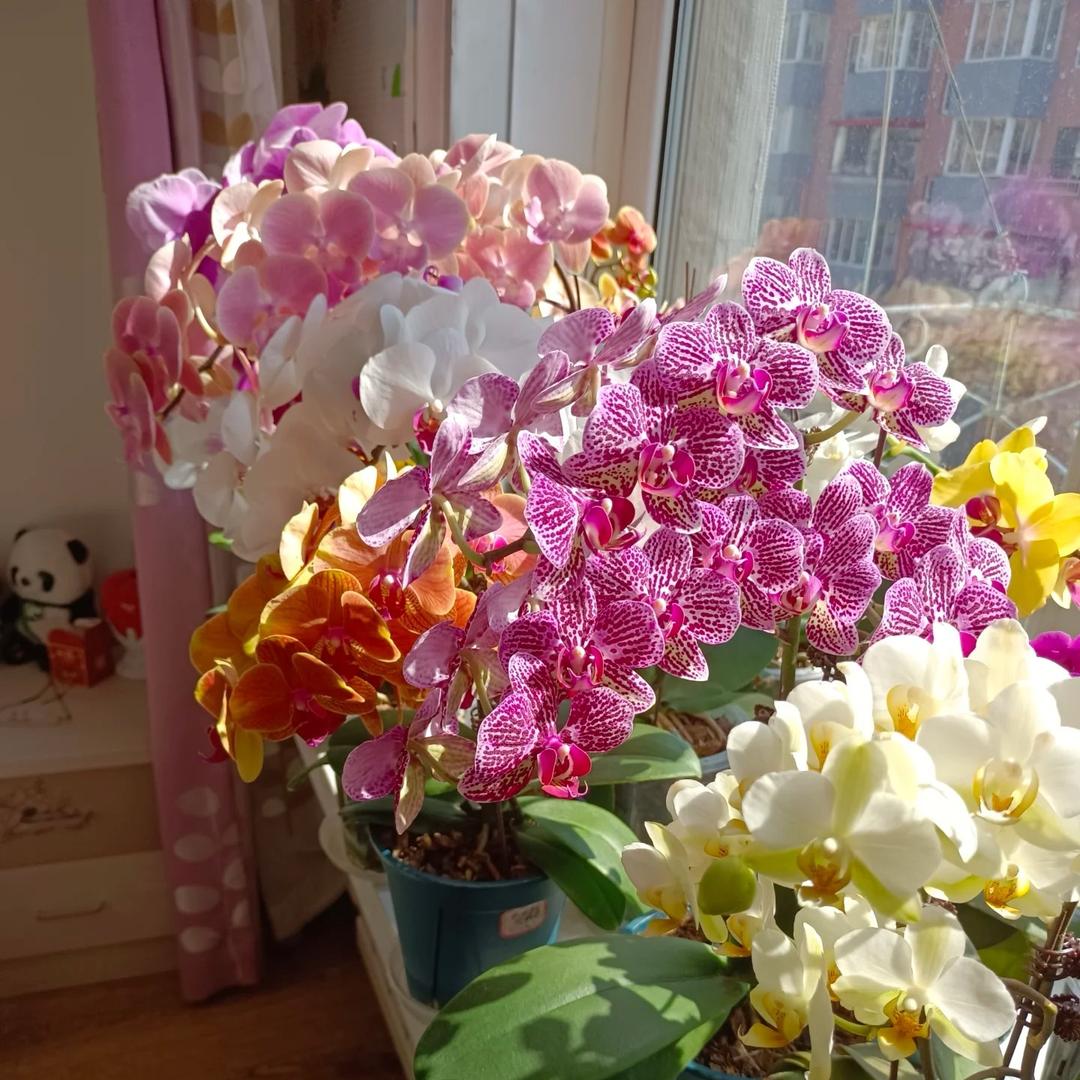 小羊花卉