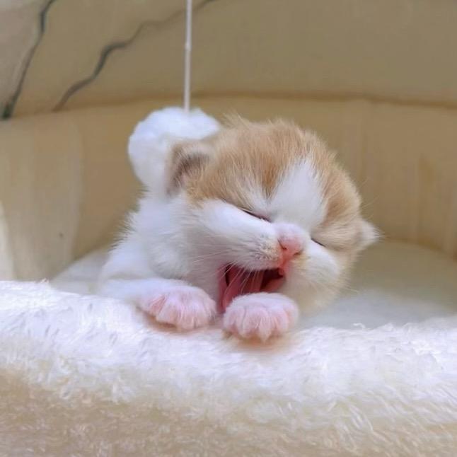 独生子的日常@抖音