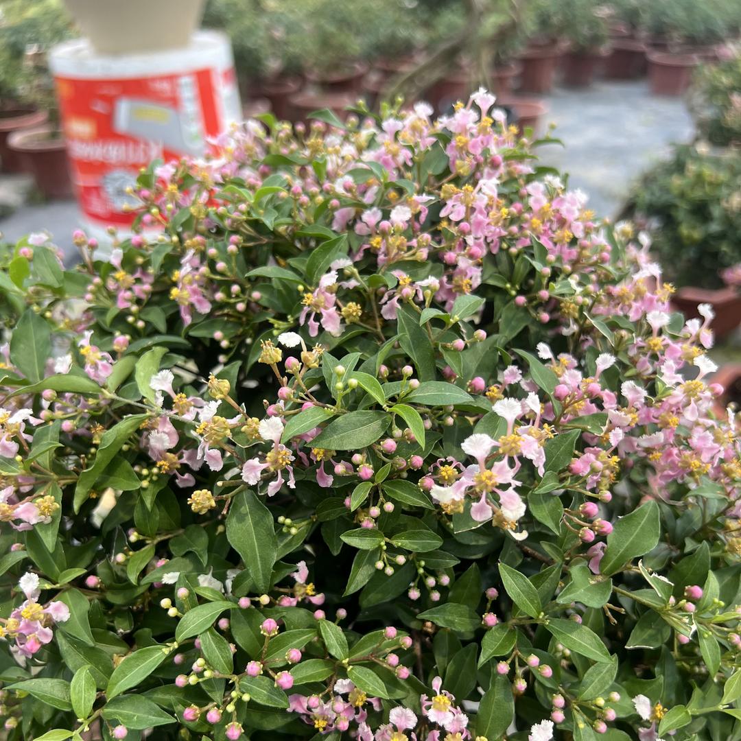 屿宁馨赏花卉园艺
