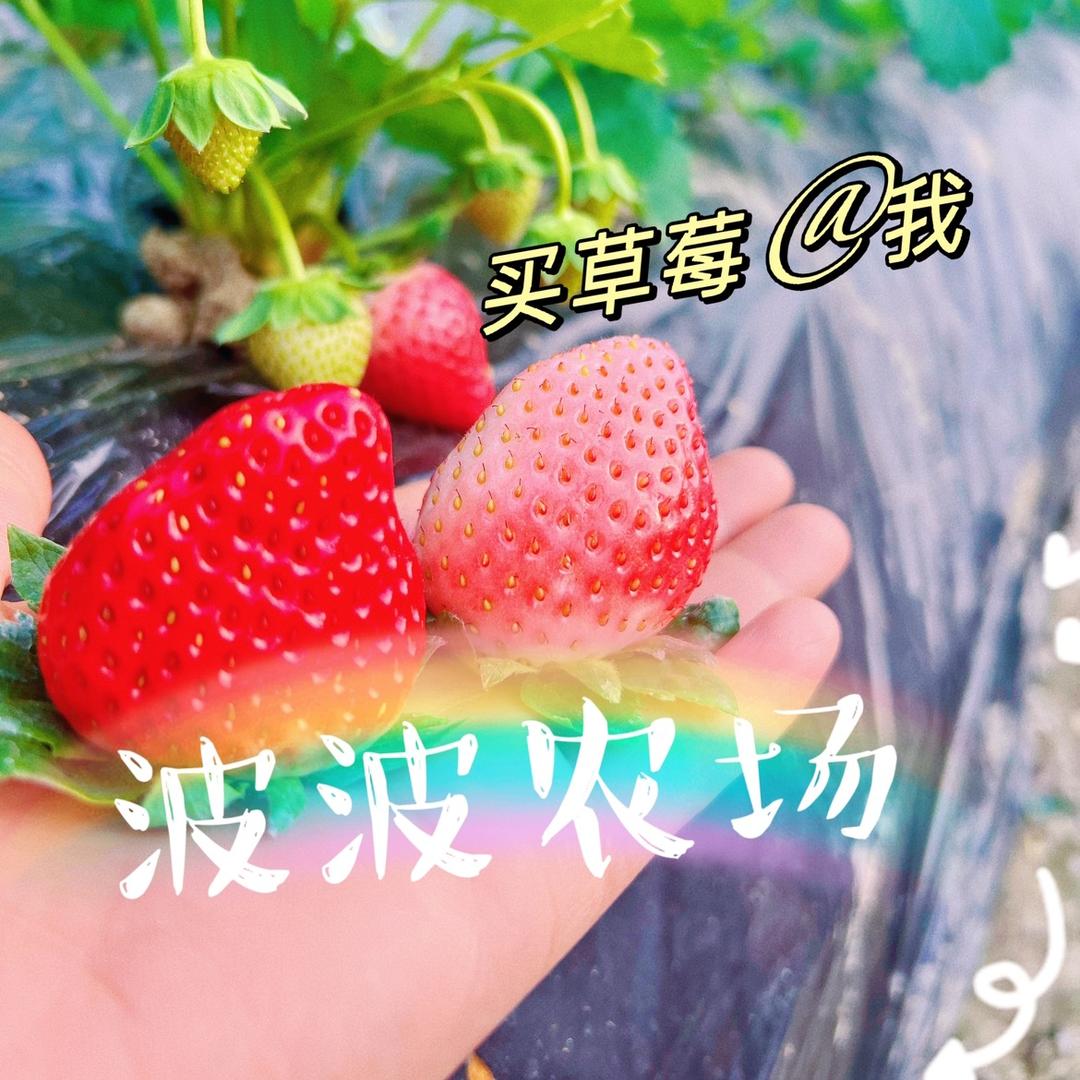 少庄主波波