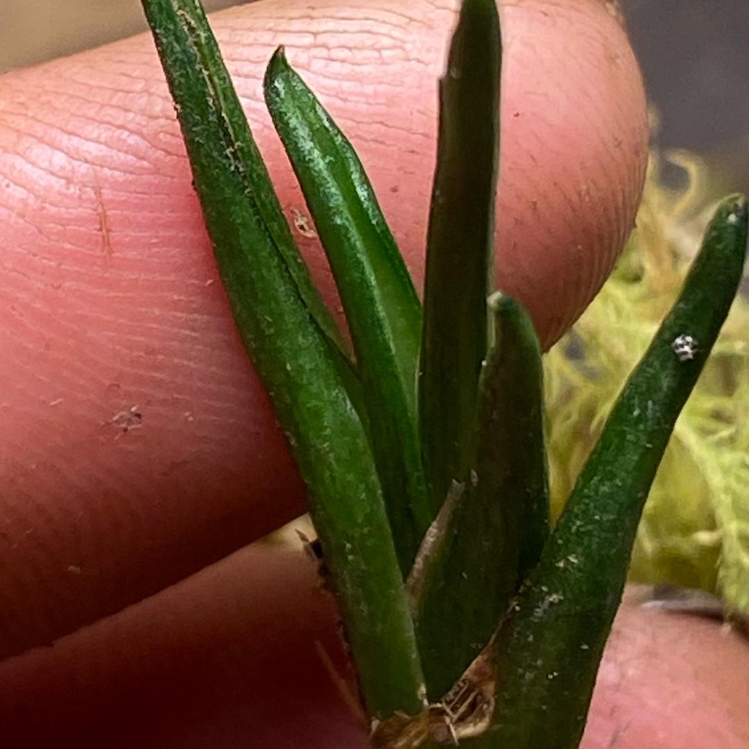 莲瓣绿兰