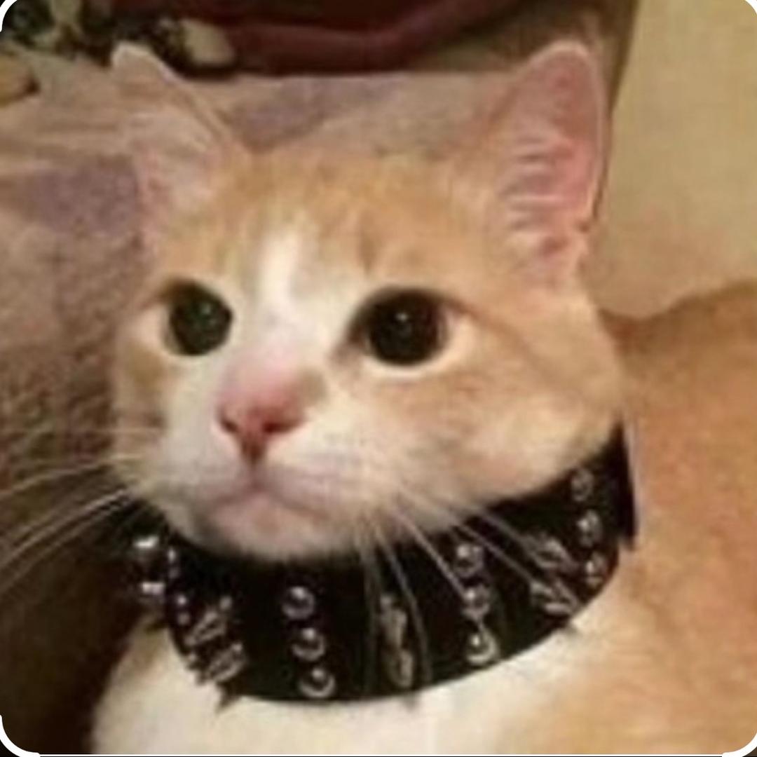 舔猫.