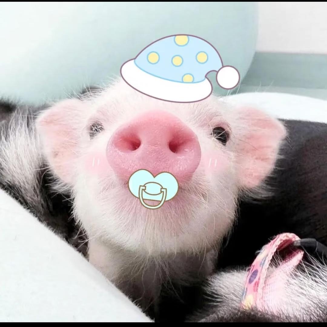提提三明治