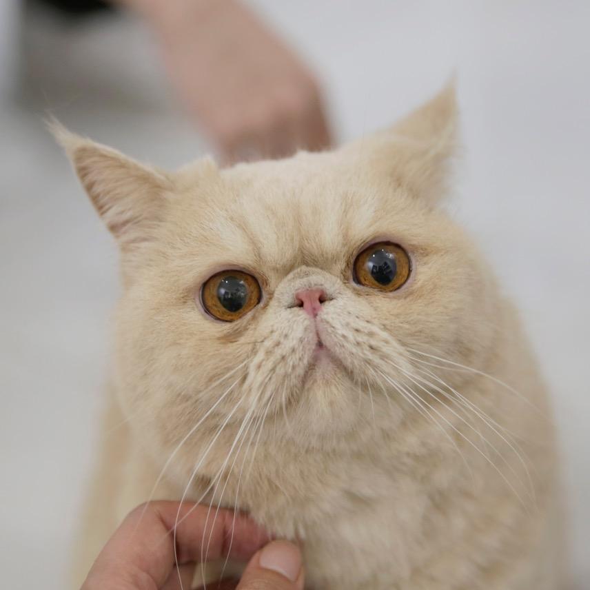 咚咚胖