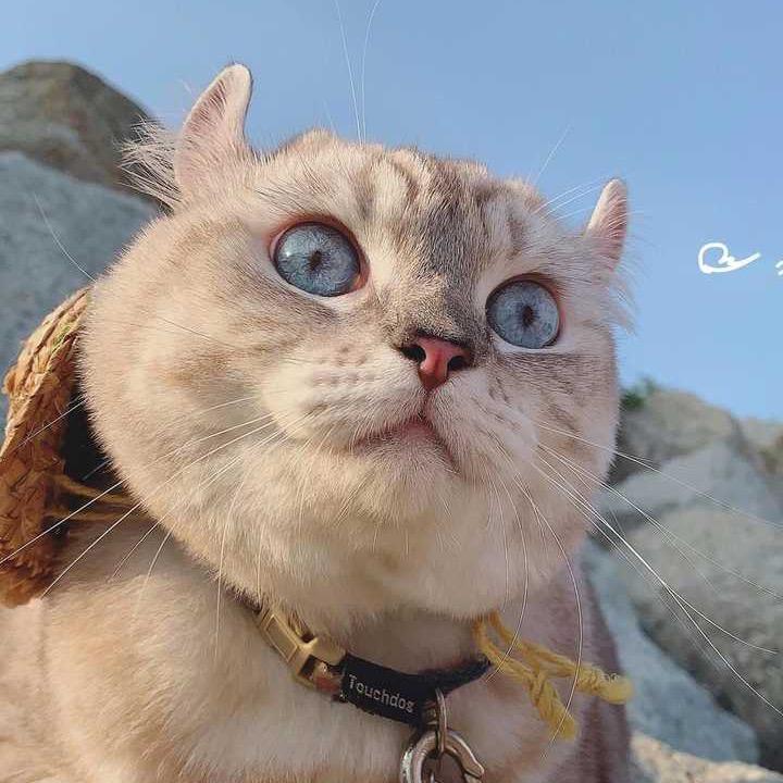 猫得🐟