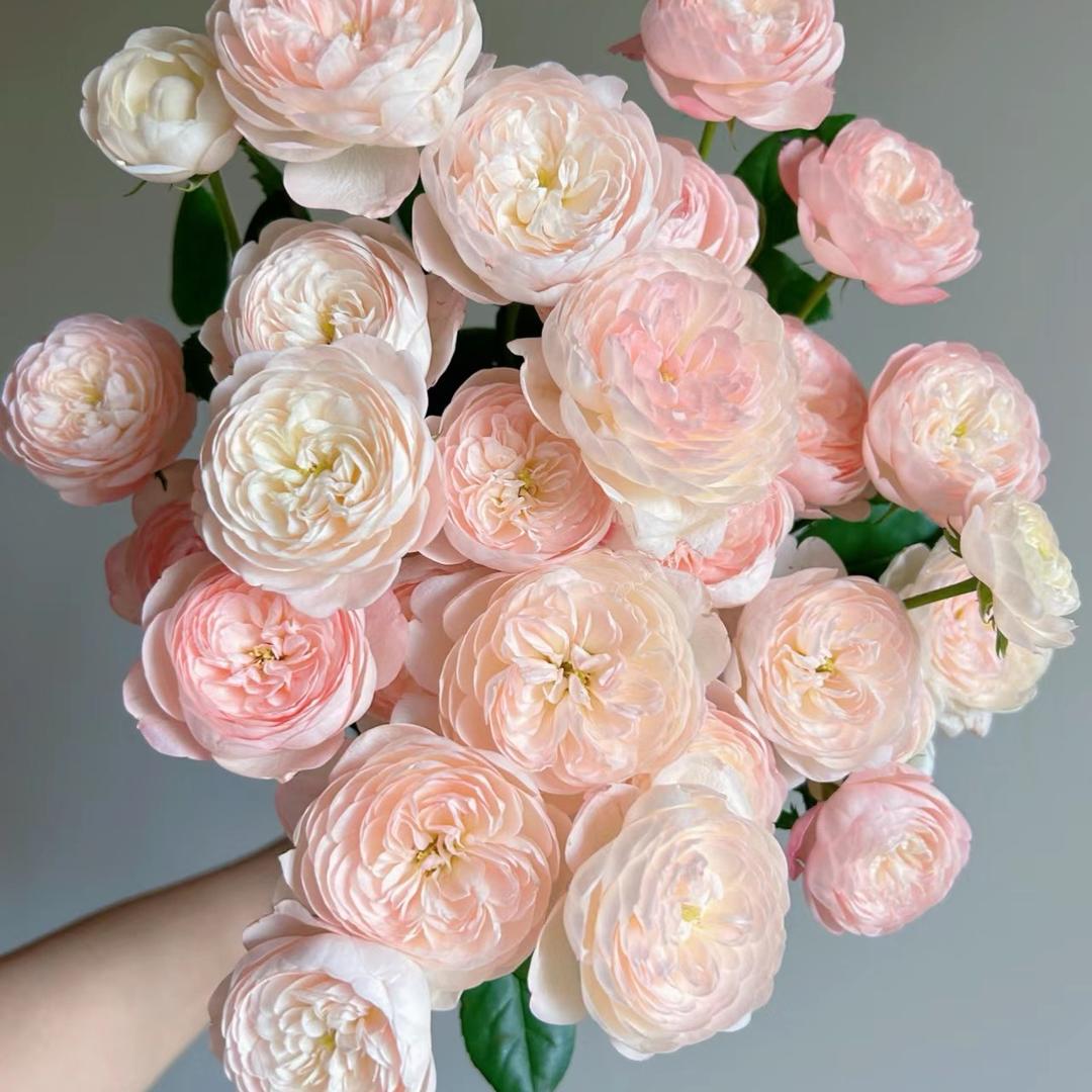 无忧鲜花