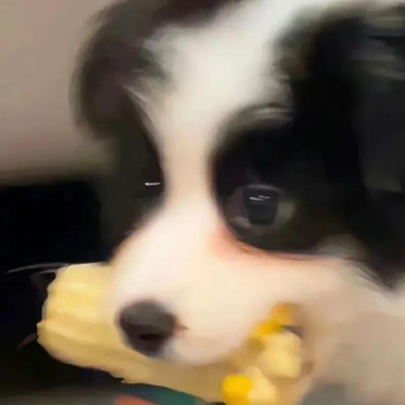 风轻雨停🐶出林