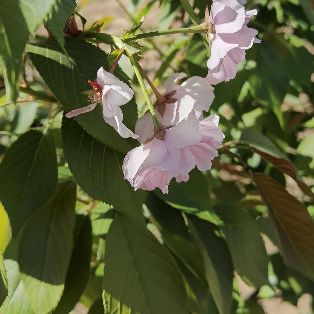 花开富贵、