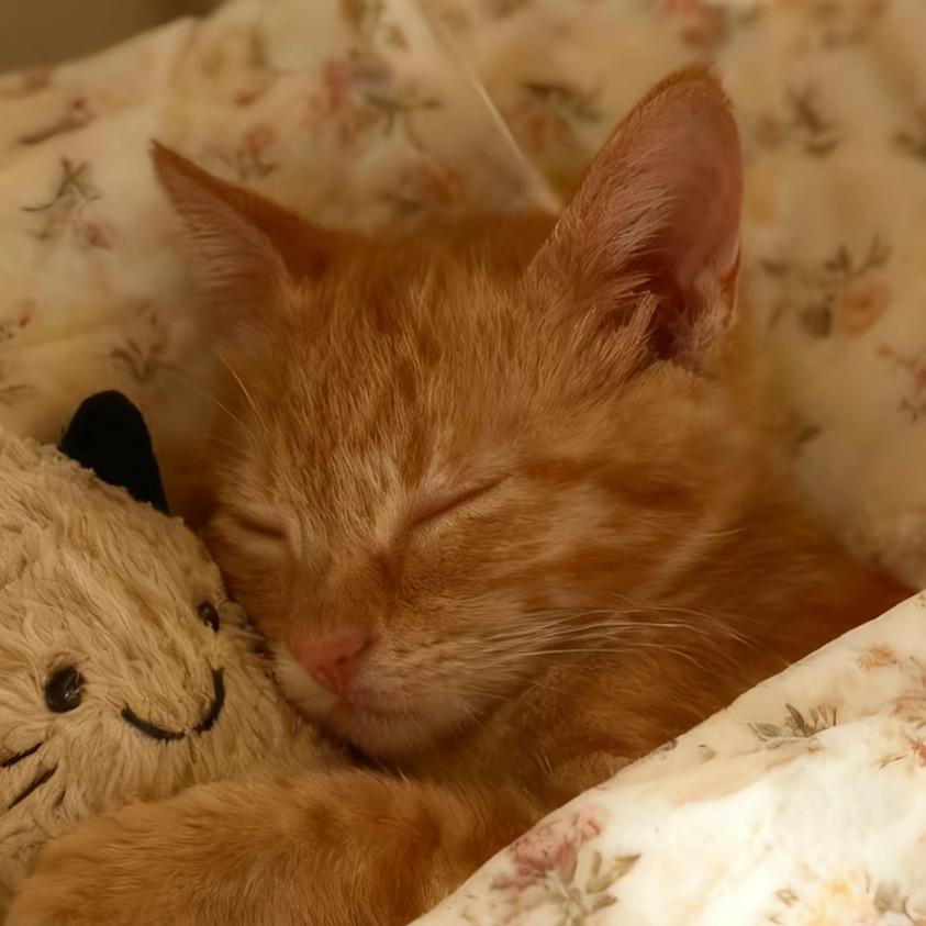 1100（见过bp版）