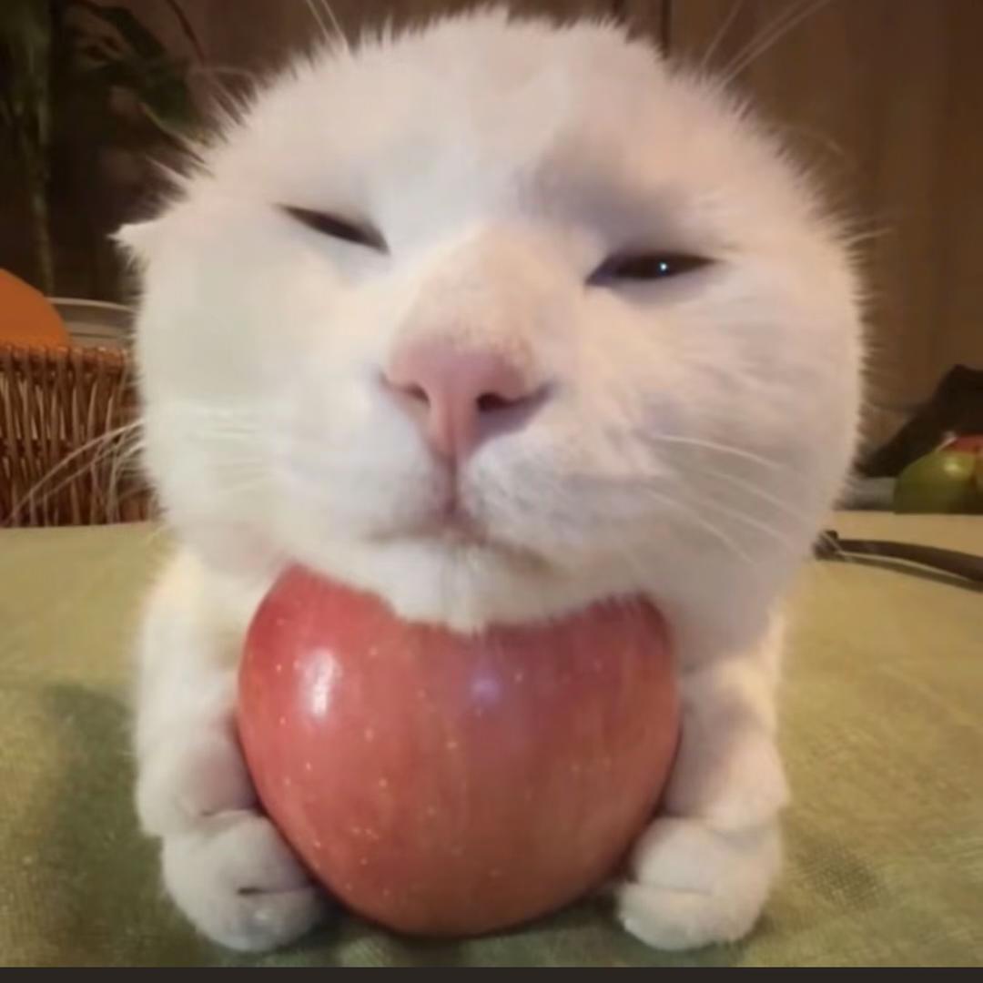 蛋总-