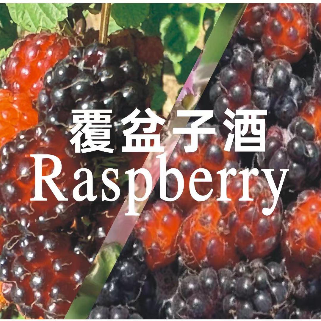 酒儿久知；覆盆子酒