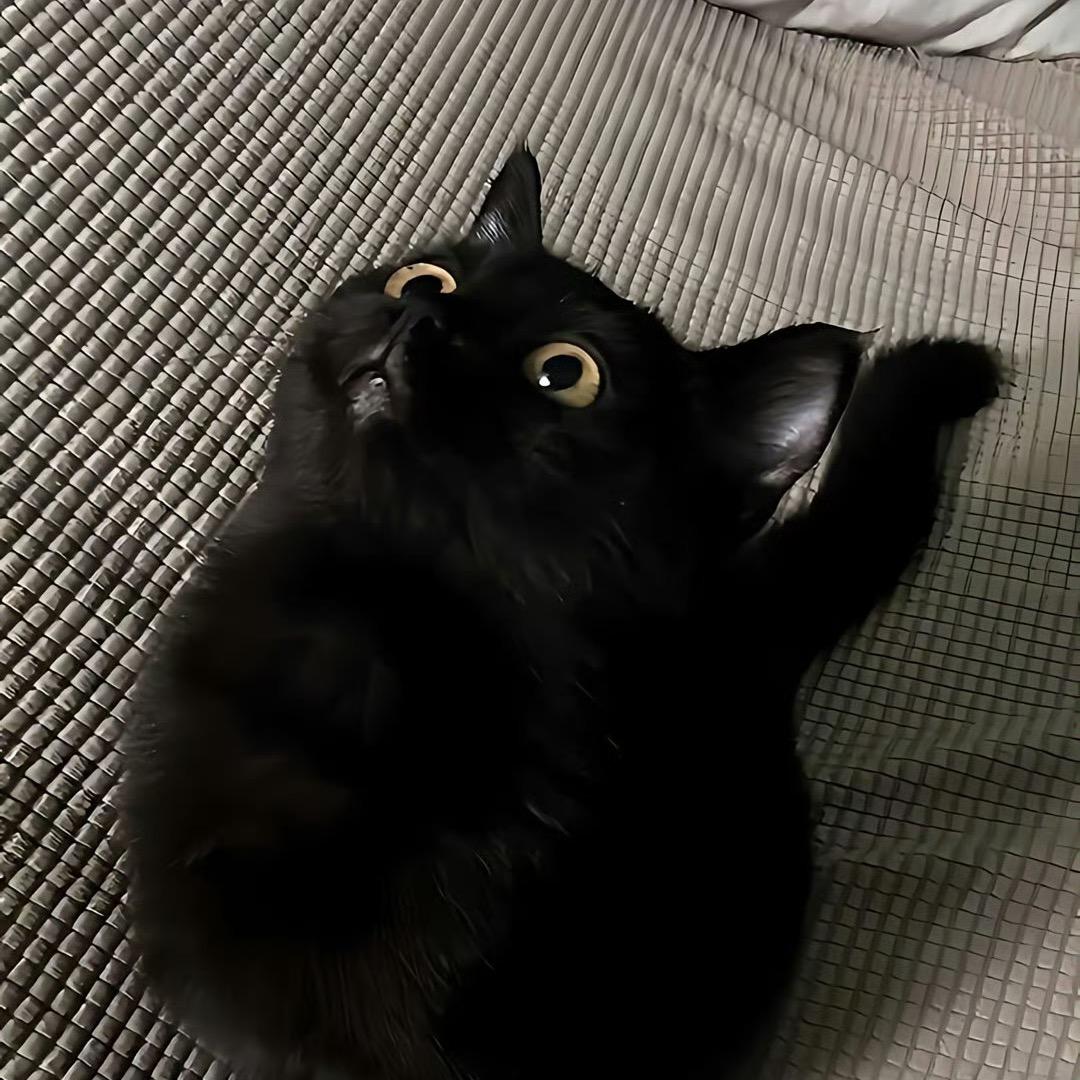 M Mooooohhj