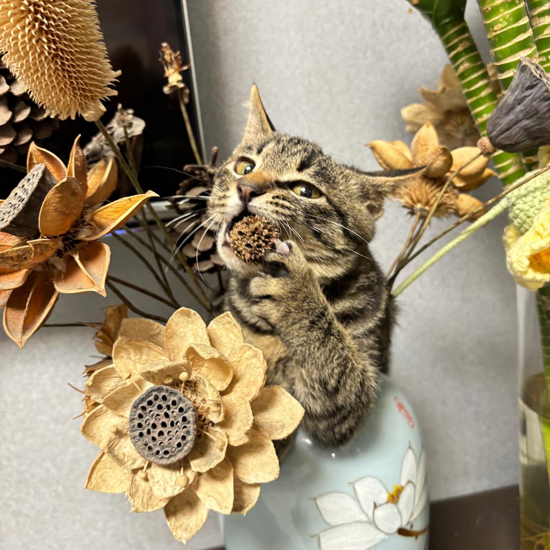 蔡蔡（生活号）