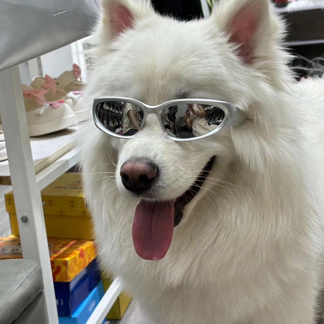 饼干是一只小萨摩