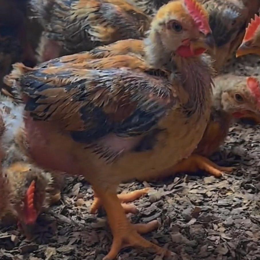 农村散养各种鸡