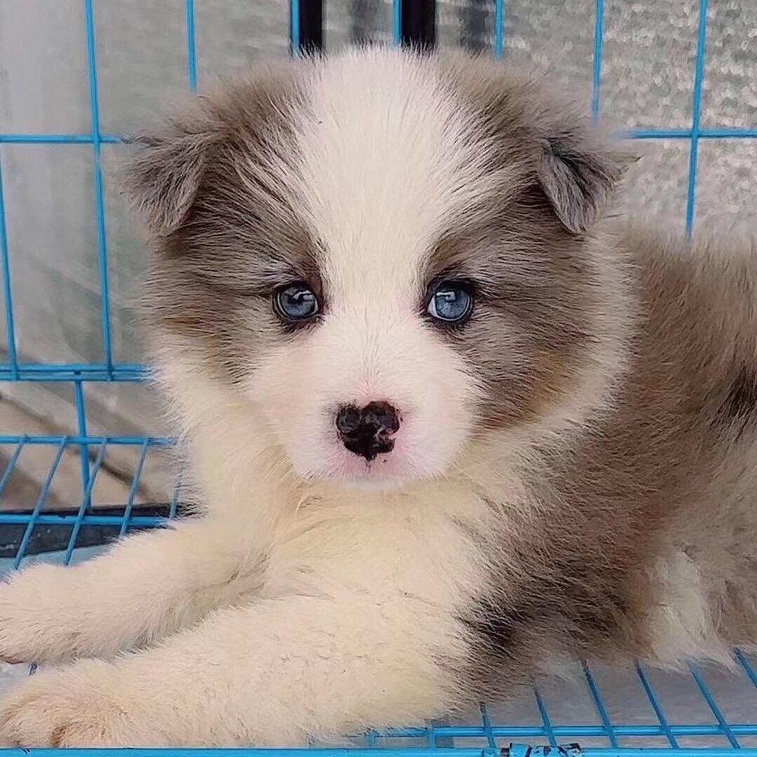 广州萌宠（看宠物打主页☎️）